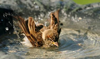 Heatwave affecting Animals