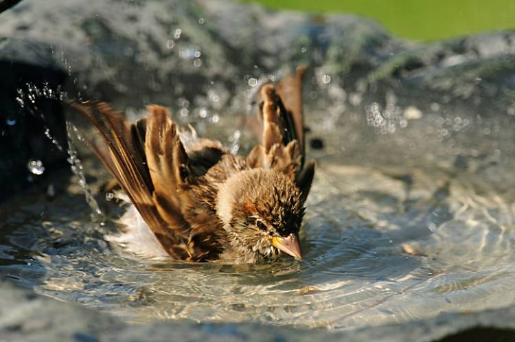 Heatwave affecting Animals