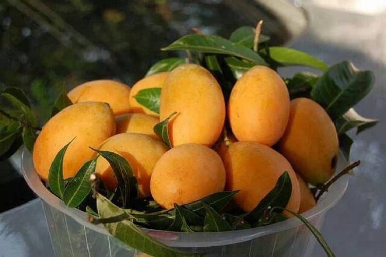 Benefits Of Eating Mangoes